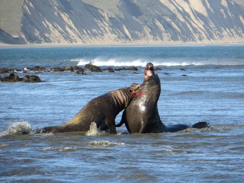 Bull elephant seals battling fiercely for access to females.