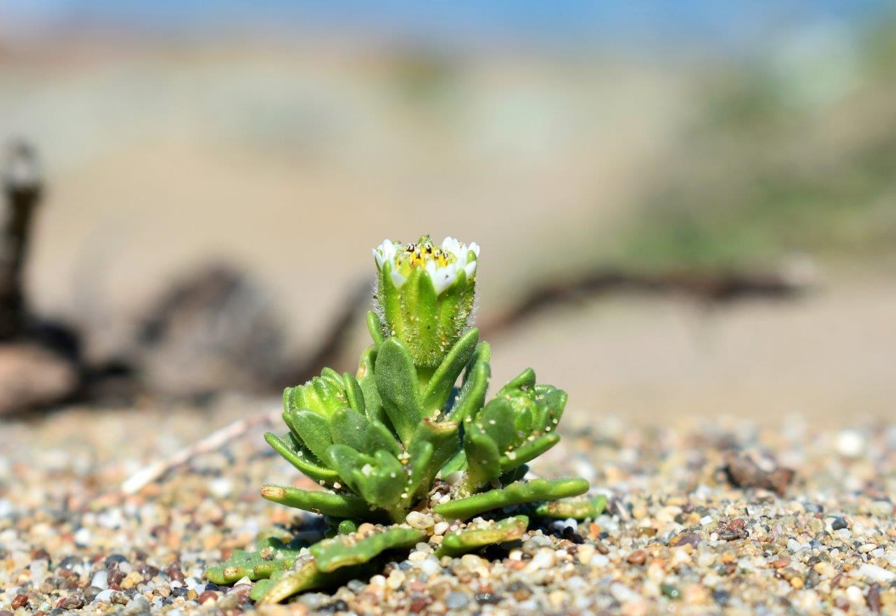 Small plant with tiny white and yellow flowers growing in the sand
