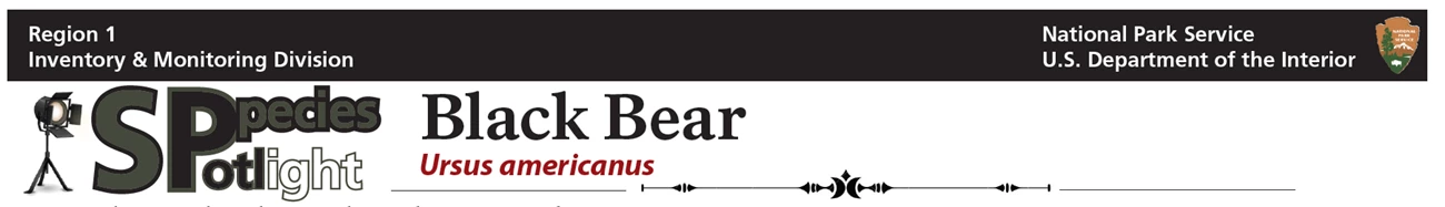 bear banner bear banner