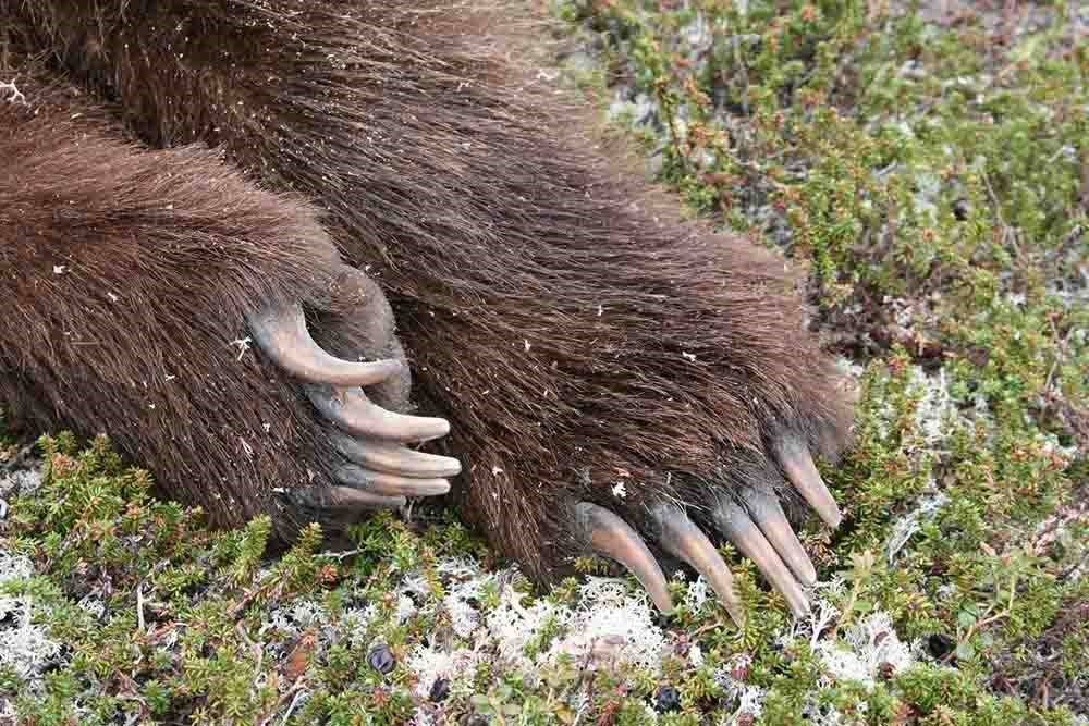 A close up of bear paws and claws.
