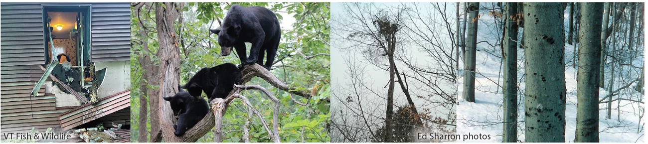 bear photo banner bear photo banner