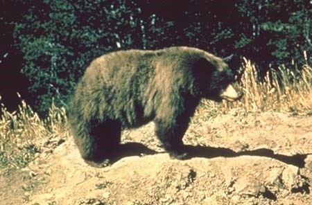 One bear stands in the grass. The number of bears in the park is low, but the population has substantial room to grow.
