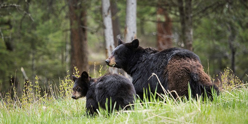 Mother black bear and cub