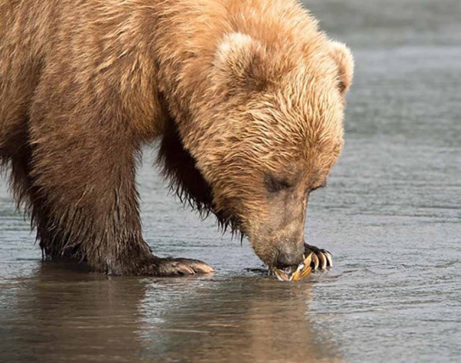 Close up of a brown bear eating a razor clam from the shell along the water's edge.