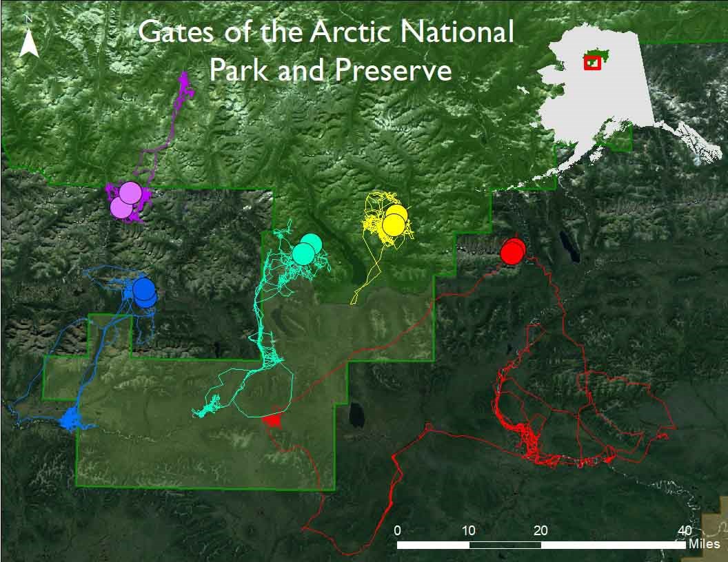 A map showing the location of bear dens and bear summer movements.