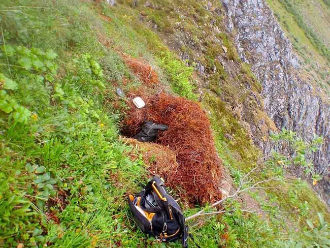 A researcher in a bear den with only his boot sticking out.