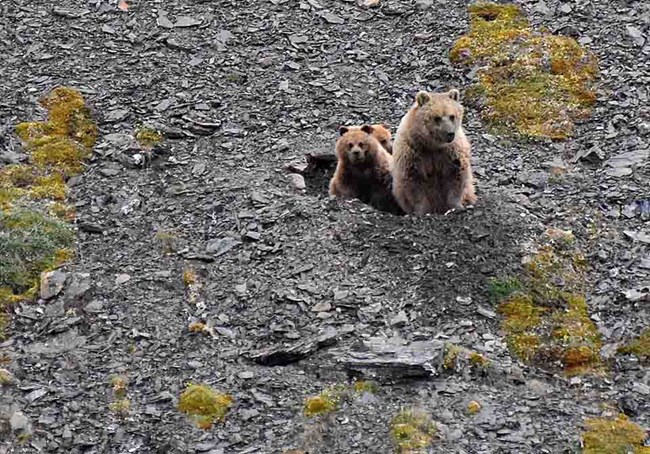 A sow brown bear and her cub emerge from a den in a rocky Arctic slope.