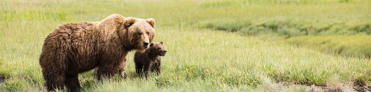 A mother grizzly bear and cub
