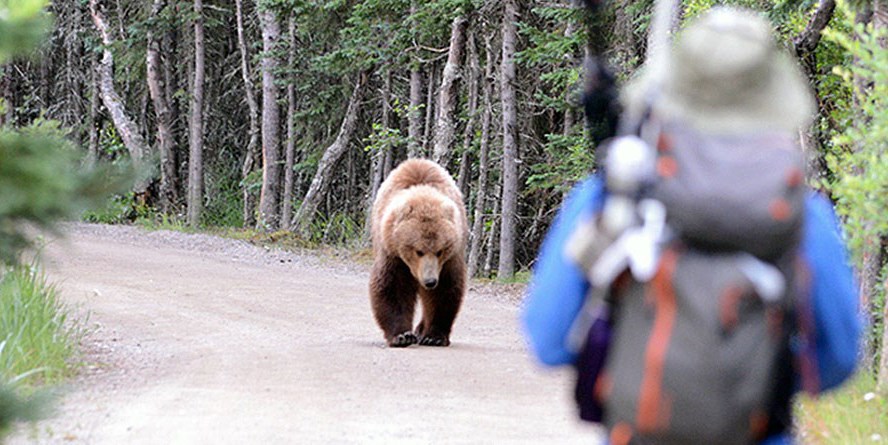 A hiker encounters a bear