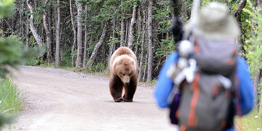 A hiker encounters a bear A hiker encounters a bear