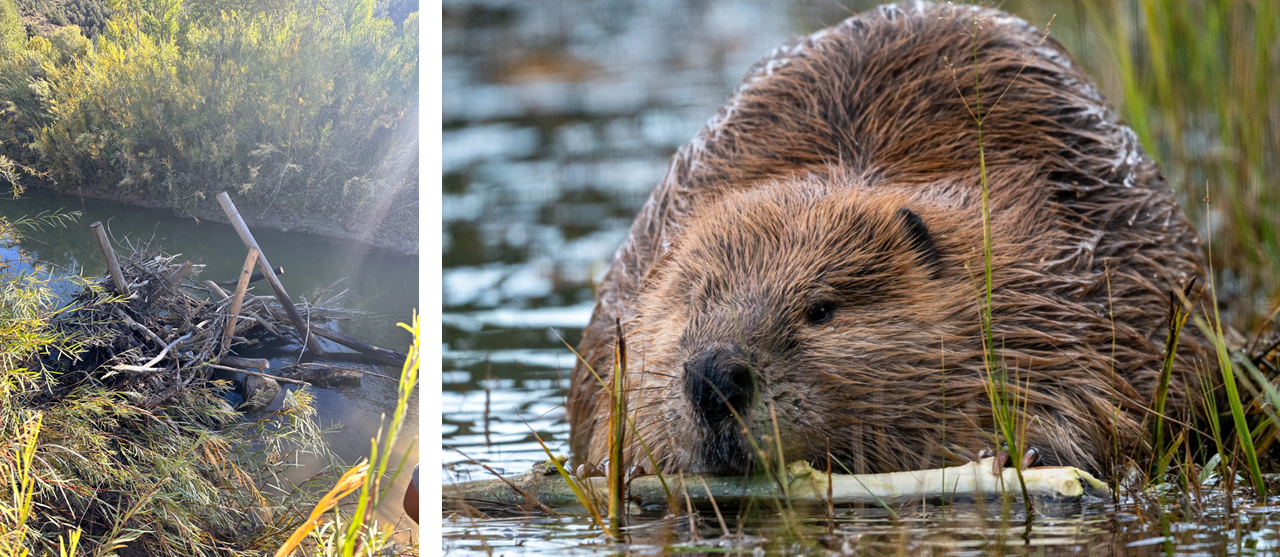 Beaver and beaver dam Photo of a structure in the river that contains both sticks and human-cut boards. Photo looking into the face of a beaver chewing on or maneuvering a stick. The animal is in shallow water.