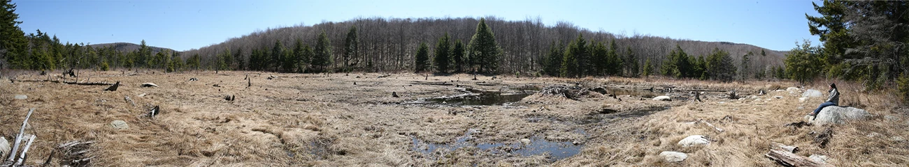 beaver meadow beaver meadow of tree stumps and grasses