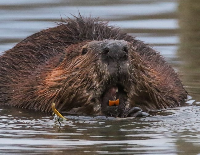 Beaver mouth and teeth while in water