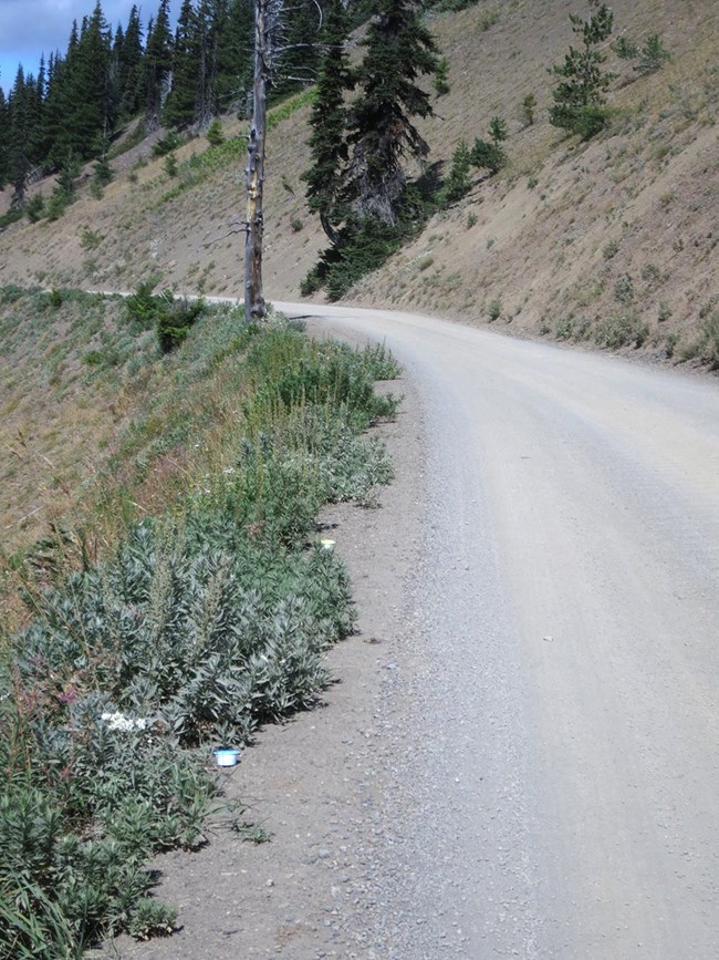 Small plastic cups of different colors on the ground along the side of a mountain road