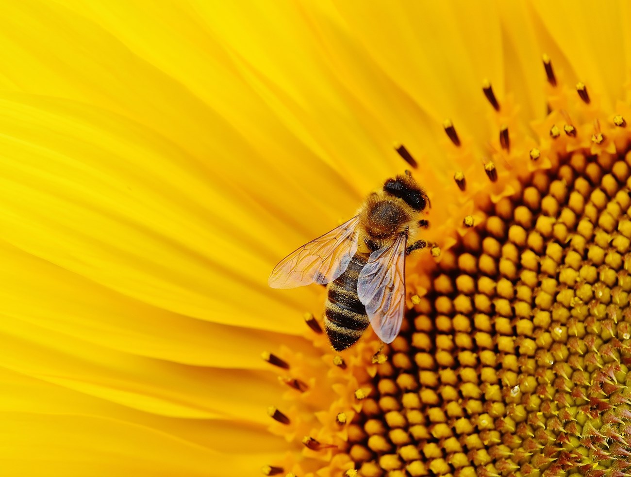 bee on a sunflower