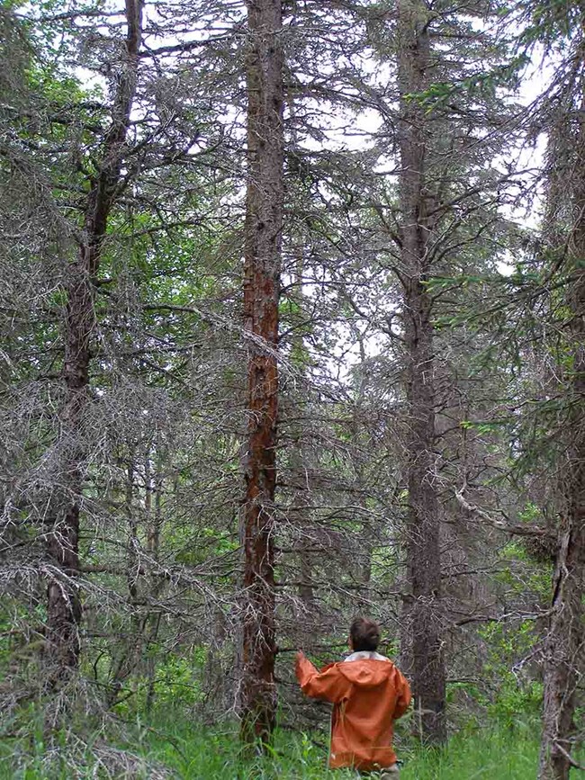 beetle_kill_KATM_P7240021 A researcher examines a stand of beetle-killed trees in Katmai National Park and Preserve.