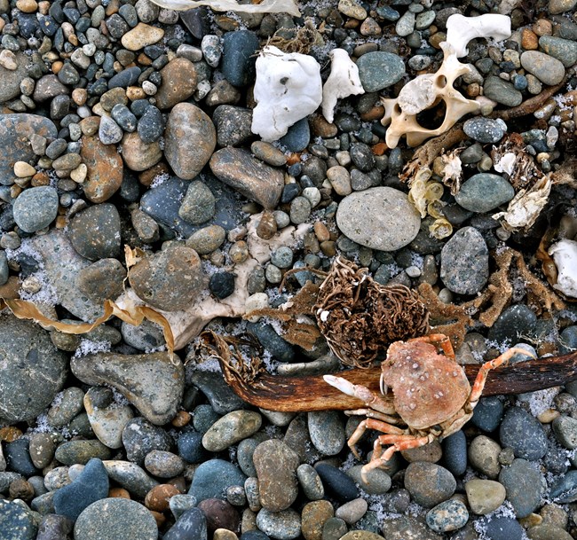 bela-pebbles-wrack-line-ice-crystals_crop beach pebbles