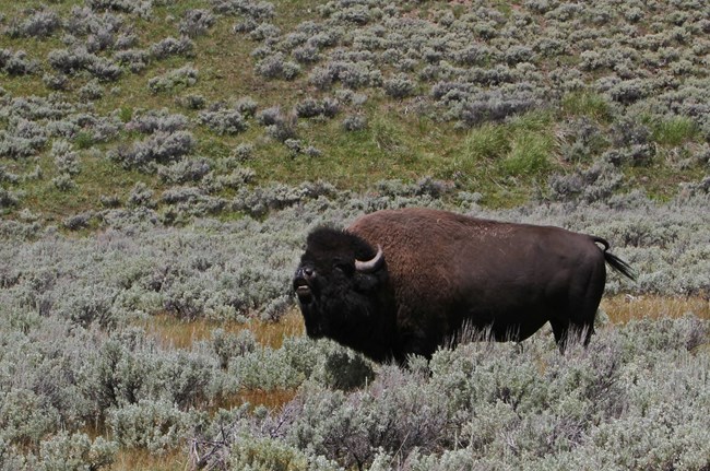 bison with its head back bellowing