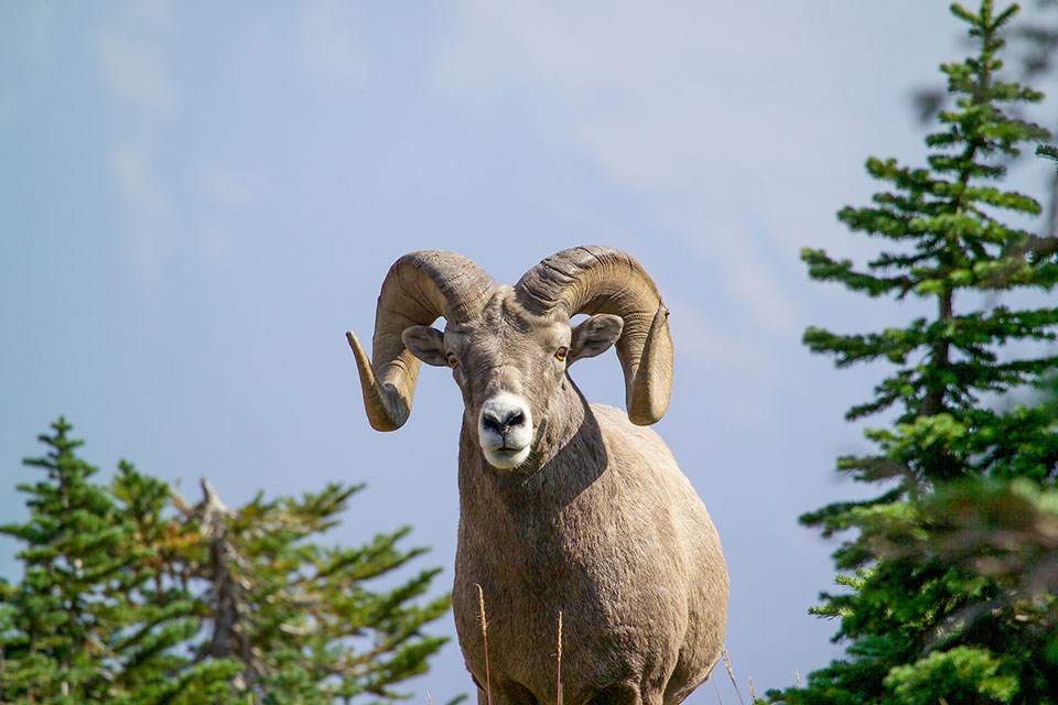 A male bighorn sheep