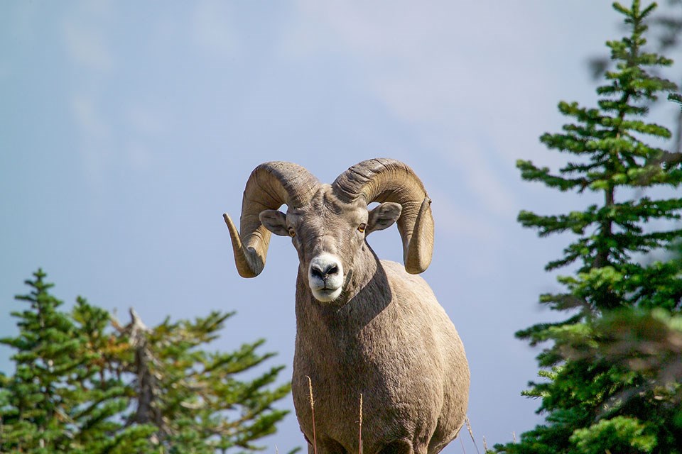 A male bighorn sheep A male bighorn sheep