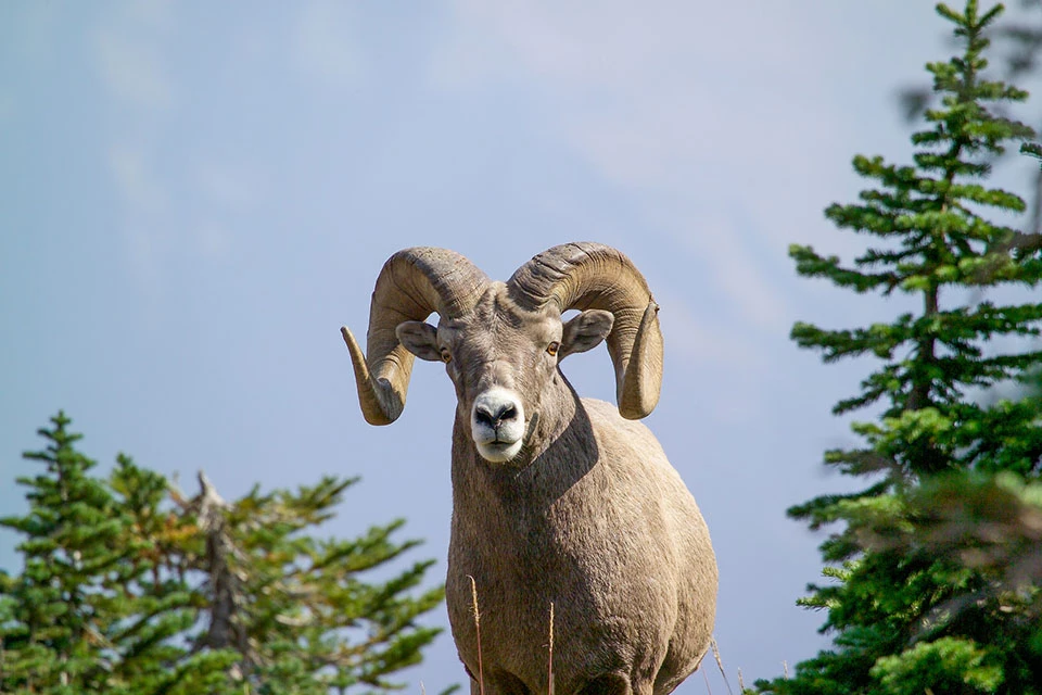 A male bighorn sheep A male bighorn sheep