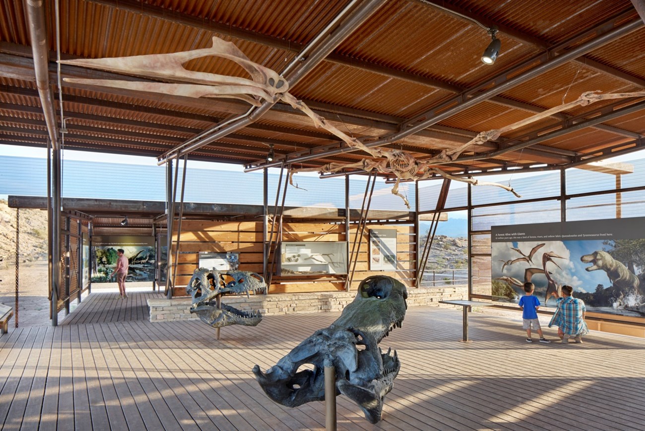 exhibit with fossil skulls and murals