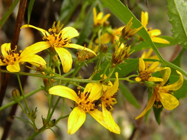 Rare Bidens micrantha ssp. kalealaha