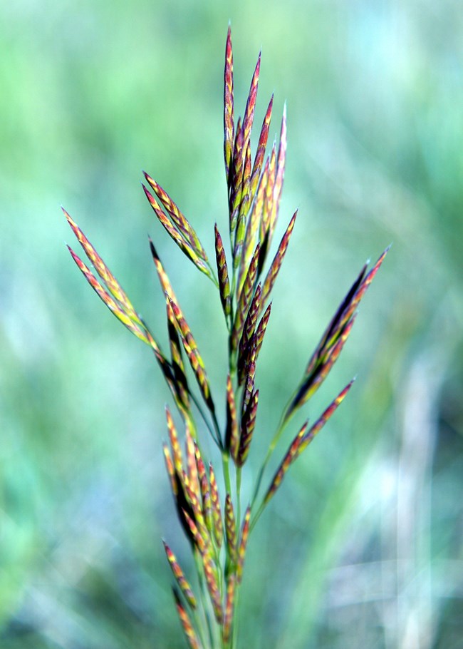 Close up view of the long, red and yellow seeds of a grass
