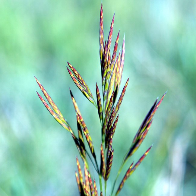 red, yellow, and green spikelets of a grass flower