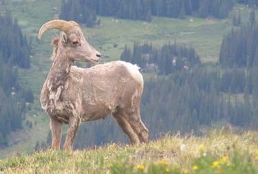 Bighorn Bighorn standing in grass