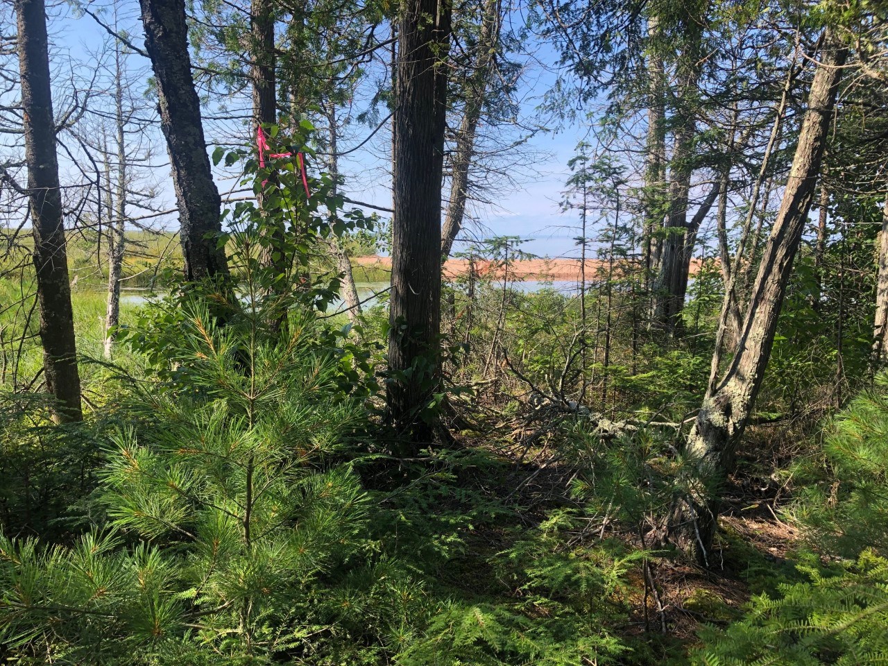 A boardwalk with a marsh view in the background. A boardwalk with a marsh view in the background.