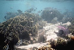 Bird Key Wreck