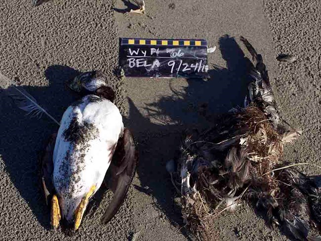 Two dead seabirds on the beach with a label to document it as data collection.