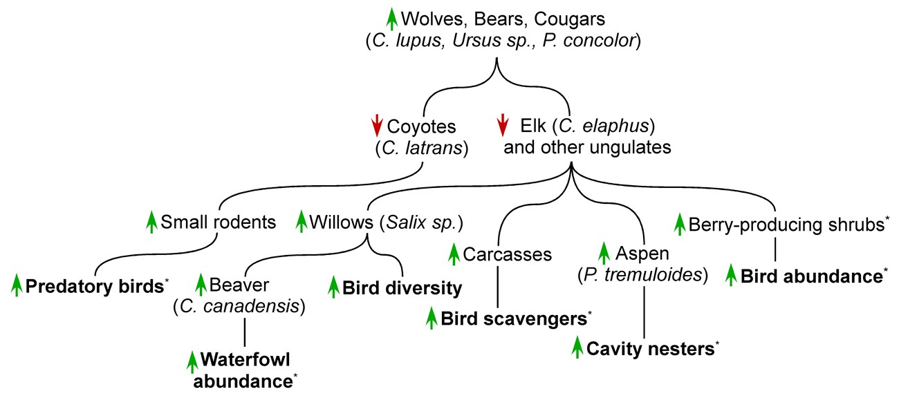 birds are vital fig 1 Figure 1.