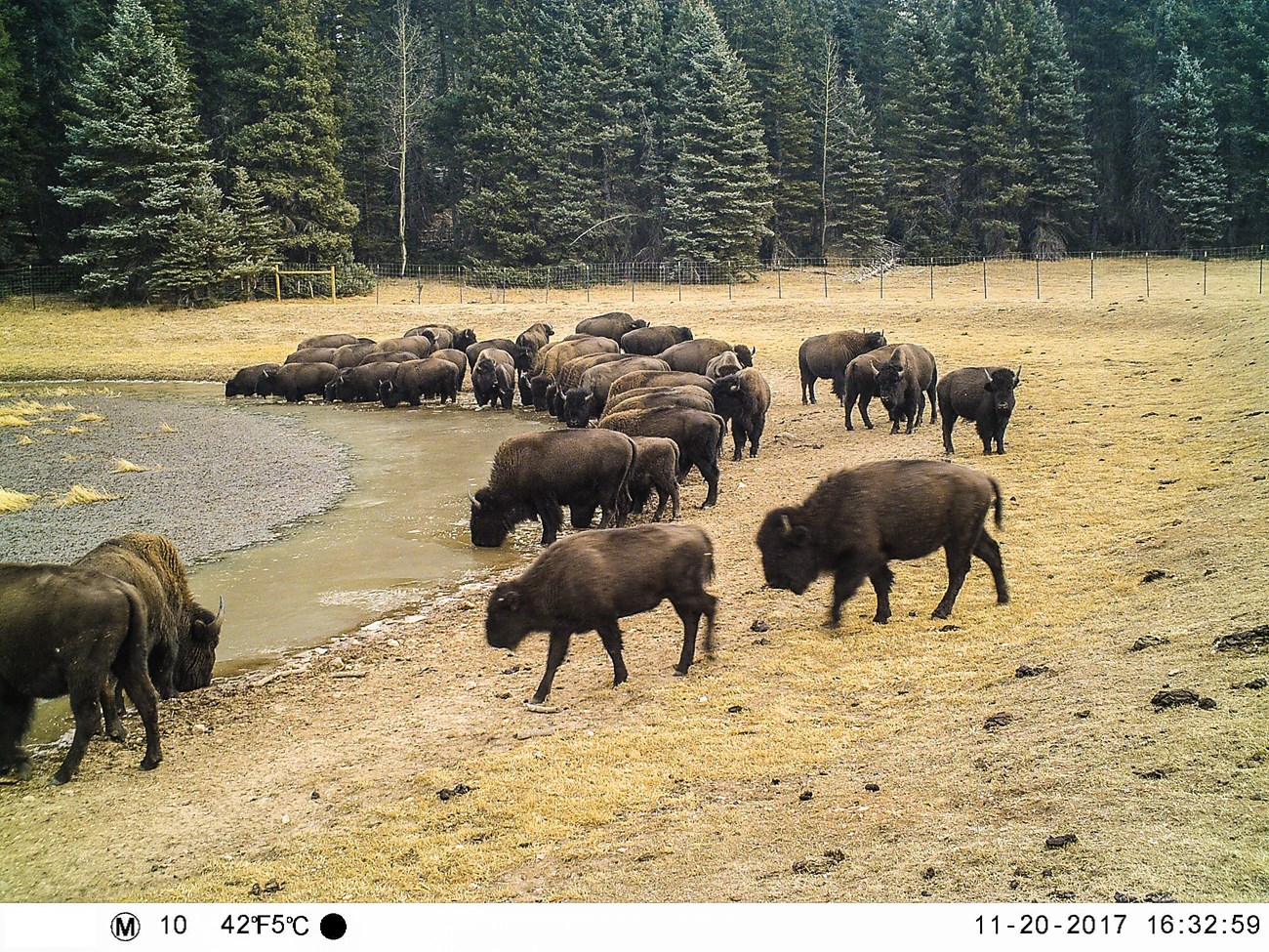 A herd of thirty bison stand in water source. The edge of the water is muddied and compact while the surrounding grass is trampled and littered with bison feces.