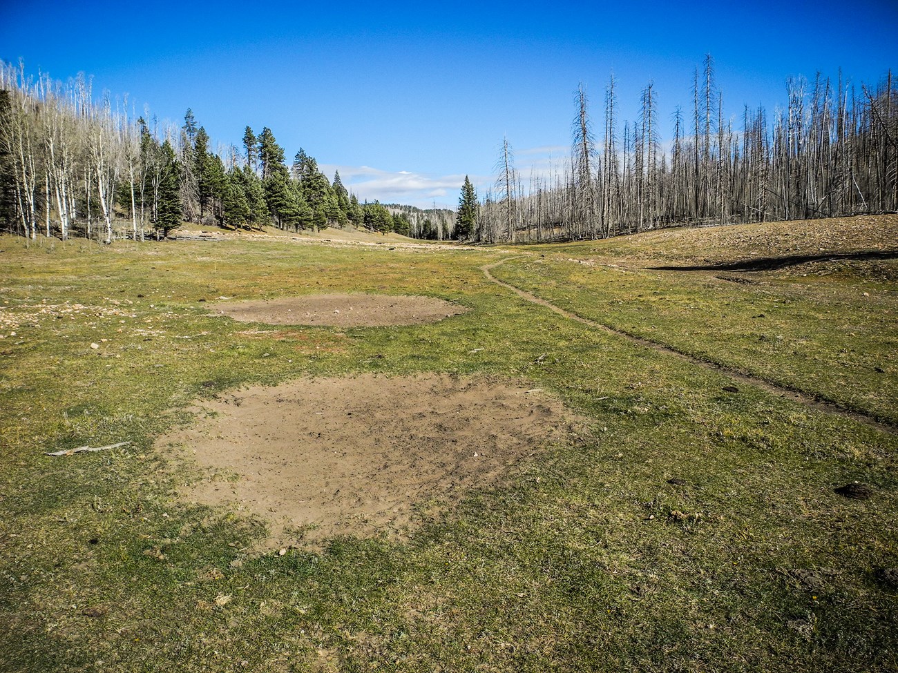 Large wallows and deep game trail in grassy meadow near forest's edge.