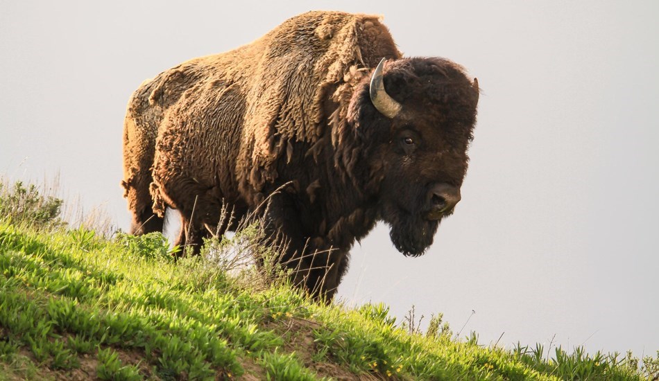 bison stands on hill