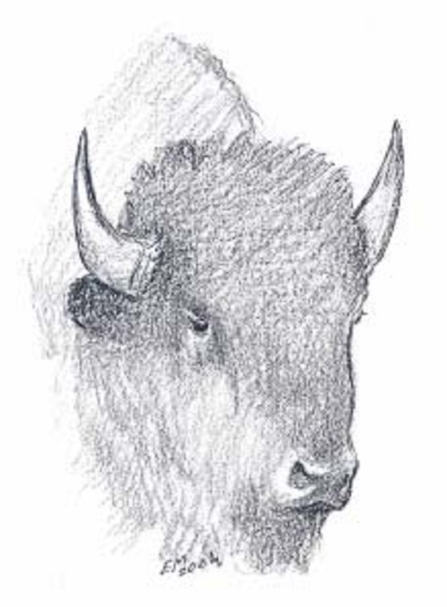 Illustration of a bison head