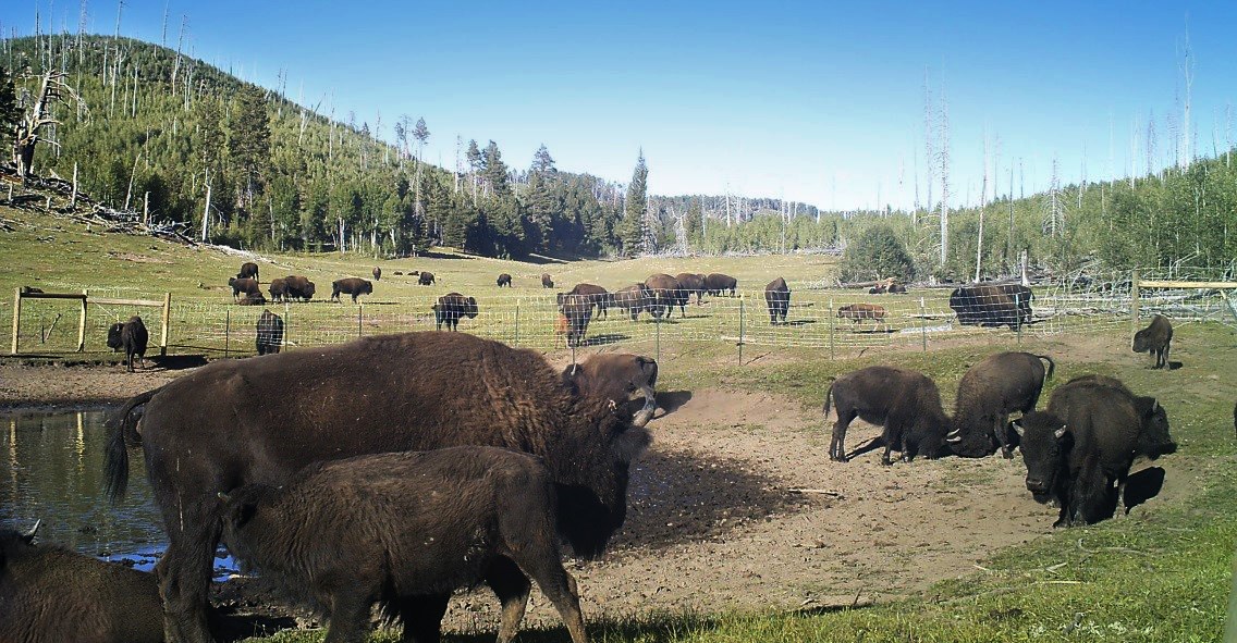 Herd of forty bison surrounding a pond. A calf nursing on a cow in the foreground, while two young males play fight behind them.