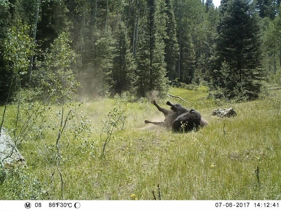A large bull wallowing in a grassymeadow of a lush, mixed conifer forest. His wallowing kicks up a cloud of dust.