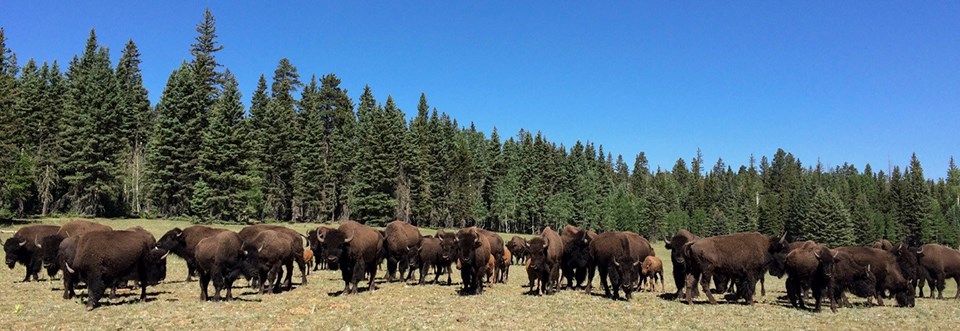 A herd of fifty bison in a meadow surrounded by a mixed conifer forest.