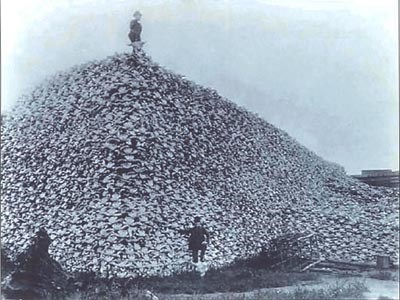 An old, black and white photo of a man standing atop a massive pile of bison skulls, another man down on the ground in front of the pile. An old, black and white photo of a man standing atop a massive pile of bison skulls, another man down on the ground in front of the pile.
