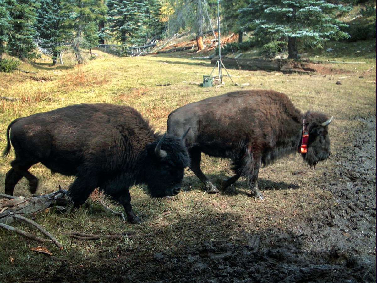 Collared bison on the North Rim of Grand Canyon National Park, 2017. Two bison walking through a forest, near a spring. One of these animals wears a bright orange GPS collar.
