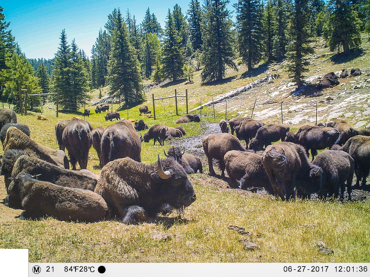 Bison herd laying in wallows and trampling through water of a fenced spring. A herd of thirty bison lay in wallows and trample through spring that has been fenced.