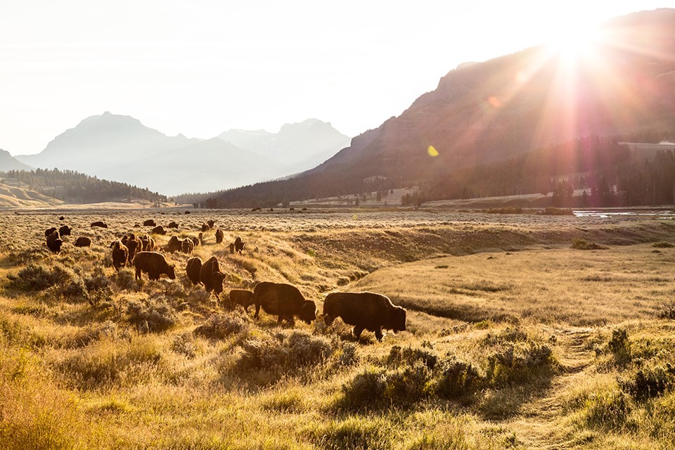Bison graze in the Lamar Valley in fall.