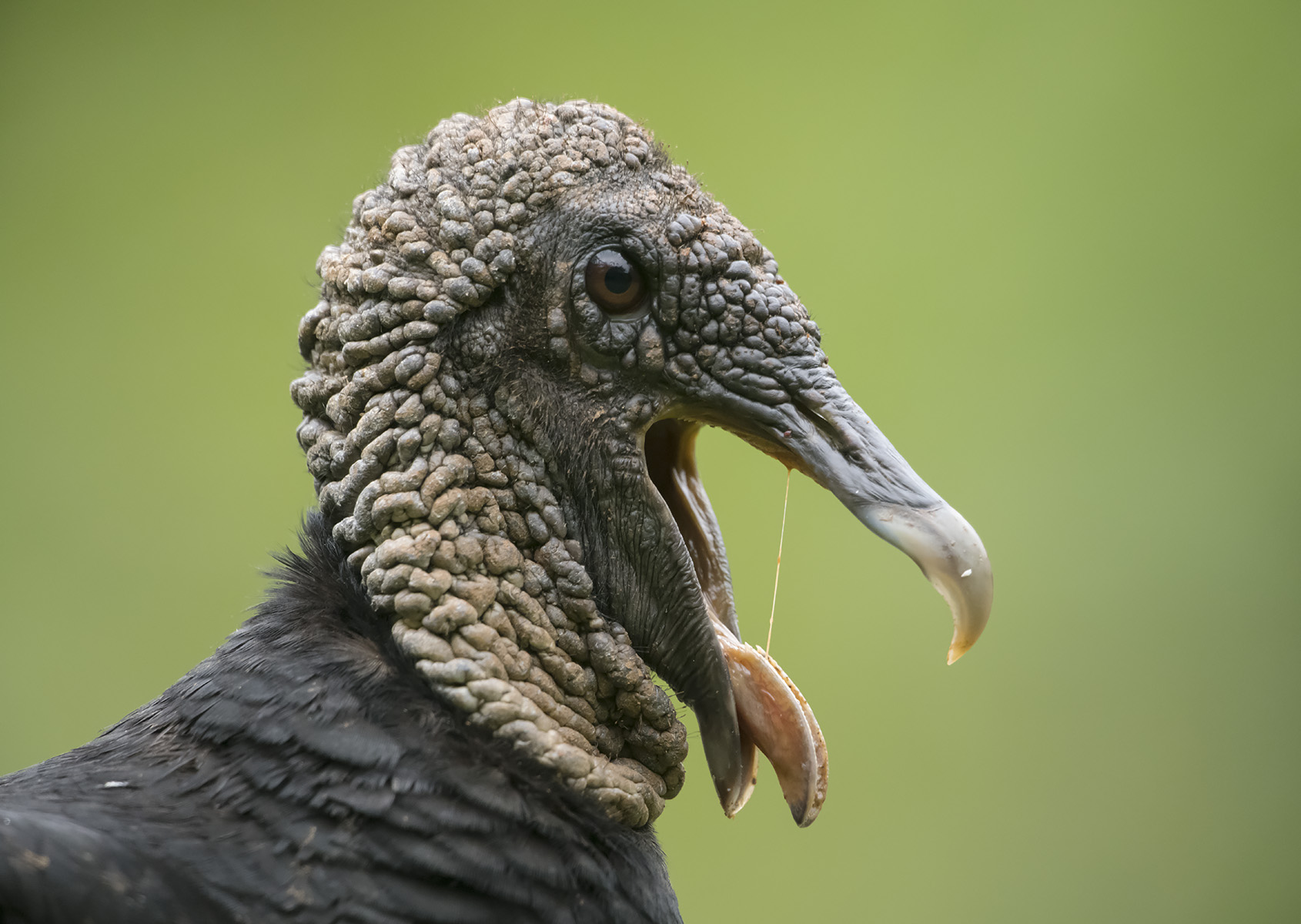 NETN Species Spotlight - Turkey and Black Vultures (U.S. National Park  Service)