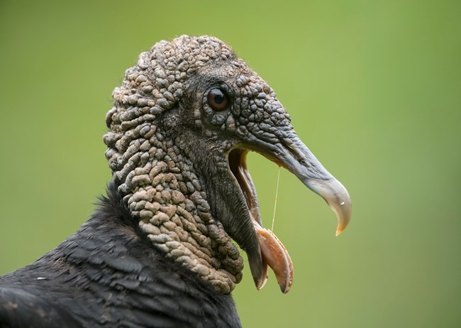 Close-up of a black vulture's featherless head, mouth agape.