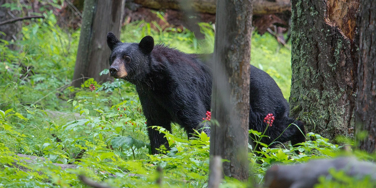 Black bear black bear in a forest
