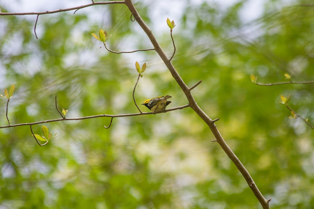 Small yellow and black songbird on a branch of a gumtree. Small yellow and black songbird on a branch of a gumtree.