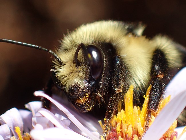 Close-up of a bumble bee visiting a flower, with pollen all over its face and legs.